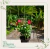 Tutor Gaiola para Plantas 90 cm – Suporte para Plantas e Trepadeiras - Polyanta Paisagismo