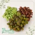 Fitonia Cuia 13 - comprar online