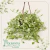 Dischidia Cuia 13 - comprar online