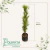 Podocarpus - comprar online