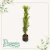 Podocarpus