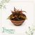 Musgo Ruby Red Cuia 13