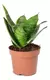 Espada De São Jorge Mini Dracaena 'trifasciata' (espadinha) na internet