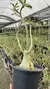Muda De Rosa Do Deserto Adulta Big Caudex Cores Sortidas - Jardinagem Serrana | Soluções para seu jardim
