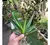 Kit 3 Mudas Jovens De Orquidea Vanda Pronta Entrega Promocao - Jardinagem Serrana | Soluções para seu jardim