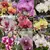 Orquídea Phalaenopsis 3 Mudas Adultas ( + Brinde) - comprar online