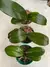 Orquídea Phalaenopsis 3 Mudas Adultas ( + Brinde) - loja online