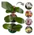 Orquídea Phalaenopsis 3 Mudas Adultas ( + Brinde)