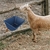 Comedero Colgante ATKSKYO Modelo FEED TROUGH 2 Azul 4L - Del Mundo