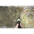 Imagen de Copos de Hoja Tamise Sepp - Primavera Variegada 22.6g