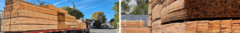 Banner de la categoría Eucalipto Saligna