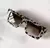 Lentes Amadea print