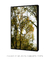 Quadro Decorativo Natureza Segredos da Mata Atlântica - comprar online