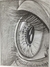 Ojo