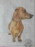 Perro Salchicha