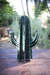 Cactus Cardón