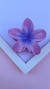 Imagem do Piranha Flor Beca