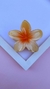 Piranha Flor Beca - loja online
