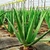 Aloe Vera en internet