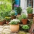 Plantas 