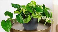 Banner de la categoría Productos