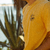 Remera Ceibo Ambar