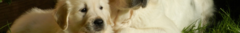 Banner da categoria Animais