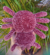 Aranha Pelúcia na internet