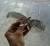 Oculos Star