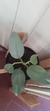 Philodendron Plateado en internet