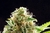 Cookies Haze en internet