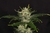 Gorilla King Auto en internet