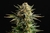 Gypsy Kush