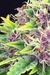 Purple Kush - comprar online
