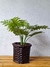 Cesto decorativo de vara - comprar en línea