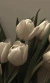 TULIPANES