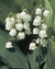 LILYS