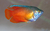 Colisa Lalia Red Coral - WAKKA.REEF ACURIO Y PETSHOP