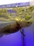 Axolote 5 a 8 cm - comprar online