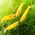 Neocaridina Yellow Fire - comprar online