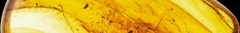 Banner da categoria Organica