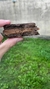 alfajor rasta de chocolate (por unidad) - comprar online