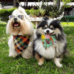 Depoimento de DOOG USE