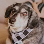 Depoimento de DOOG USE