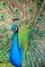 Imagem do Placas decorativas Quadros - Animais - Aves - MDF 28,7 x 20cm 3mm (26-47)