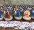 Velas "Leones en frascos" Pack 10u - comprar online