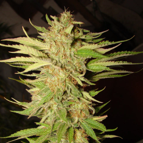 Mohan Poison x5
