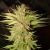 Mohan Poison x5