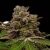 Cowboy Candy x6 - comprar online