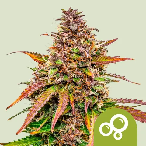 Bubble Kush x3